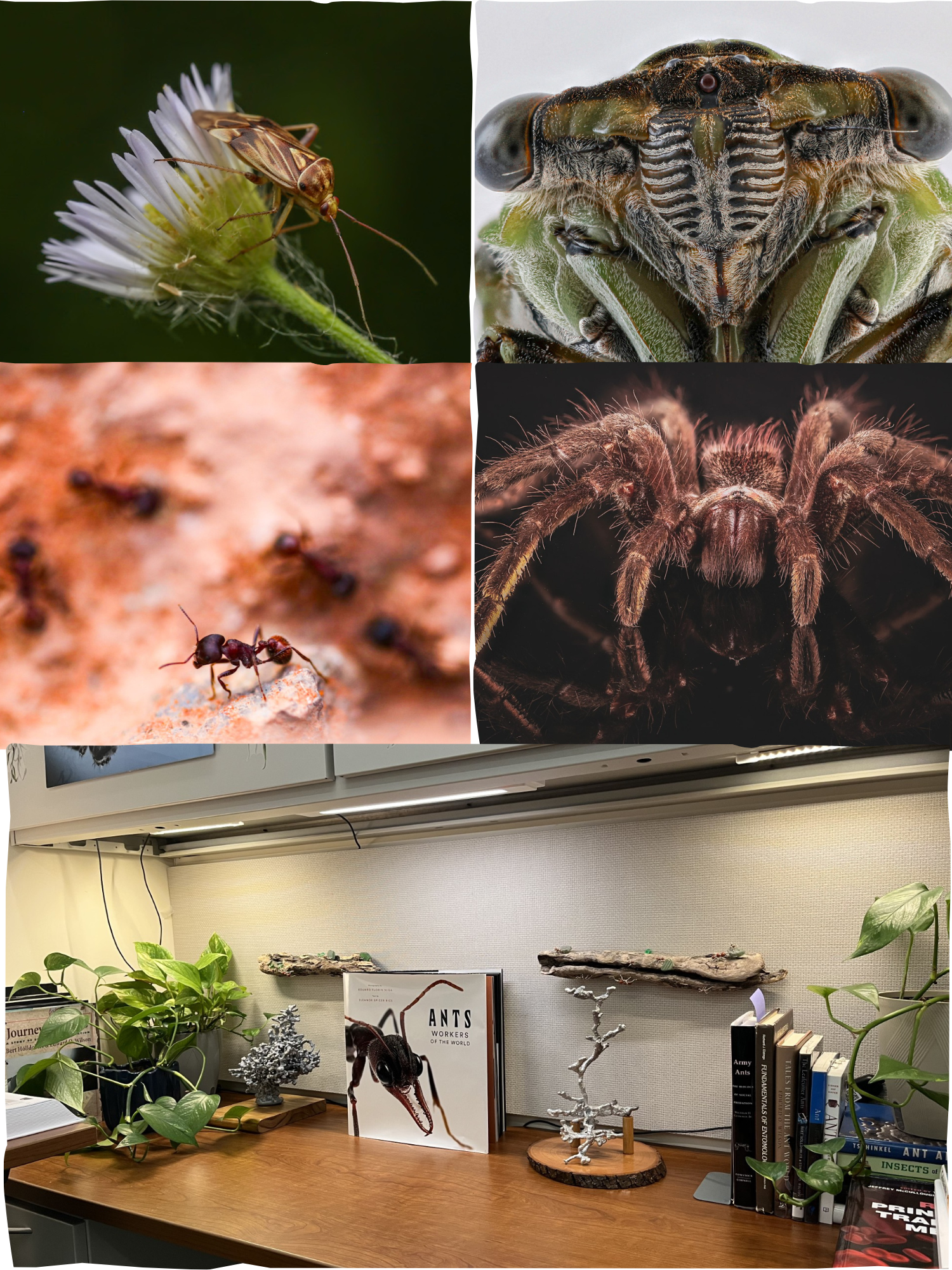 Kai Rogers' photos of insects and his desk with aluminum ant tunnel castings.